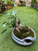 Bonsai Ficus Ginseng – decoratief, Ophalen