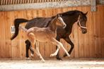 Drachtige dressuur fokmerrie, Merrie, Gechipt, Niet van toepassing, Dressuurpaard