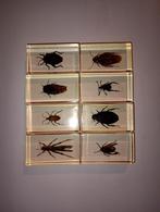 8 insecten in epoxy hars c, Verzamelen, Dierenverzamelingen, Ophalen of Verzenden, Nieuw, Insect, Opgezet dier