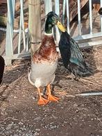 Loopeend man wildkleur