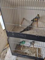 parkieten, Dieren en Toebehoren, Vogels | Parkieten en Papegaaien, Geringd