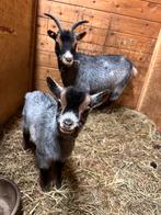 Dwerggeit met lammetje (mieke), Dieren en Toebehoren, Schapen, Geiten en Varkens, Vrouwelijk, Geit, 3 tot 5 jaar