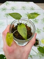 Alocasia gageana aurea/ macrorh. mint/variegata, Maison & Meubles, Plantes d'intérieur, Ombre partielle, En pot, Plante à fleurs