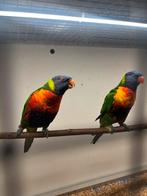 Lori van de blauwe bergen, Dieren en Toebehoren