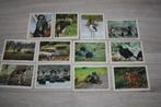 Monty Gum kaarten ( 12 plaatjes ) Safari dieren, Verzamelen, Foto's en Prenten, 1960 tot 1980, Gebruikt, Ophalen of Verzenden