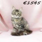 Maine Coon - Prachtige kittens te koop, Dieren en Toebehoren, Meerdere dieren, Gechipt, 0 tot 2 jaar