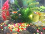 Endler guppen, Dieren en Toebehoren, Vissen | Aquariumvissen