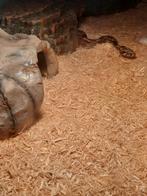 boa constrictor imperator, Dieren en Toebehoren, Reptielen en Amfibieën, Slang, Met terrarium, 0 tot 2 jaar