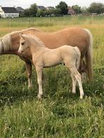 Palomino welsh sectie B hengstenveulen, Niet van toepassing, 0 tot 2 jaar, Hengst, C pony (1.27m tot 1.37m)