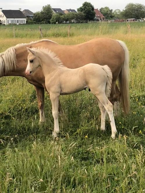 Palomino welsh sectie B hengstenveulen, Dieren en Toebehoren, Pony's, Hengst, Niet van toepassing, C pony (1.27m tot 1.37m), 0 tot 2 jaar