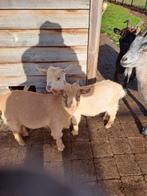 Zeer tamme geitjes zoeken een gouden nestje., Dieren en Toebehoren