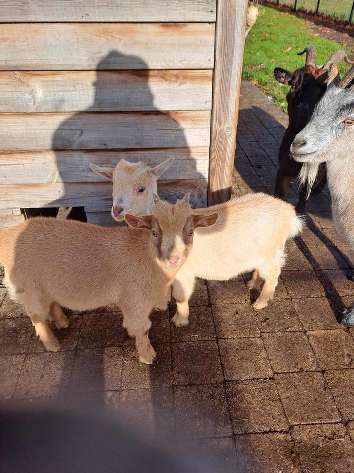 Zeer tamme geitjes zoeken een gouden nestje., Dieren en Toebehoren, Schapen, Geiten en Varkens