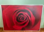Ikea canvas rode roos - 140x100x3 cm, Schilderij, 125 cm of meer, Zo goed als nieuw, Ophalen