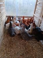 ACTIE TOT ZONDAGAVOND leghennen vanaf 8 euro 0499/082381, Dieren en Toebehoren, Vrouwelijk, Kip