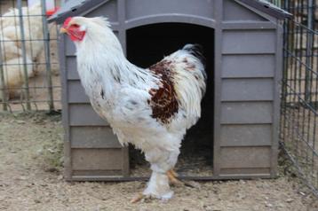 Brahma haan zalm beschikbaar voor biedingen