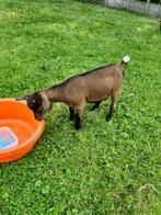 Dwerggeitjes, Dieren en Toebehoren, Schapen, Geiten en Varkens