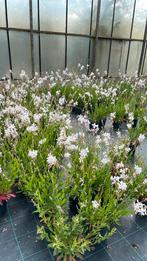 Gaura, Ophalen