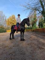 ruiter gezocht/ groom koets, Dieren en Toebehoren, Paarden, Met stamboom, 3 tot 6 jaar, 160 tot 165 cm, Meerdere dieren
