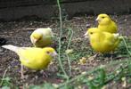 Gele jonge kanaries (voorlopig alleen mannen), Dieren en Toebehoren, Vogels | Kanaries