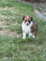 Kruising van sheltie  en jack Russel, Dieren en Toebehoren, België, CDV (hondenziekte), 8 tot 15 weken, Meerdere