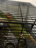 Alexandre papegaai, Animaux & Accessoires, Oiseaux | Perruches & Perroquets, Perroquet