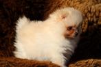 Pomeriaan pups 100% raszuiver, Dieren en Toebehoren, Honden | Poolhonden, Keeshonden en Oertypen, België, Keeshond, CDV (hondenziekte)