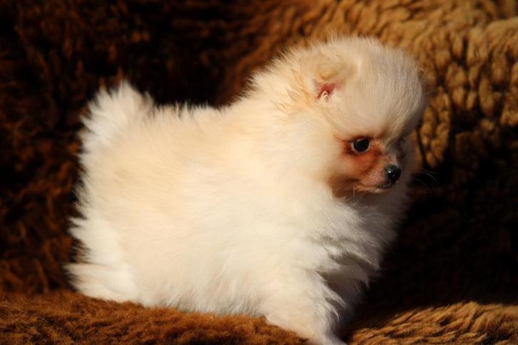 Pomeriaan pups 100% raszuiver, Dieren en Toebehoren, Honden | Poolhonden, Keeshonden en Oertypen, Meerdere dieren, Keeshond, Fokker | Professioneel