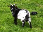 dwerggeitje, Animaux & Accessoires, Moutons, Chèvres & Cochons, Mâle, Chèvre, 0 à 2 ans