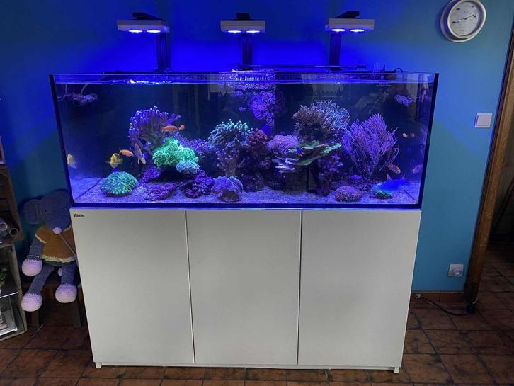 Aquarium zeewater, Animaux & Accessoires, Poissons | Aquariums & Accessoires, Comme neuf, Aquarium d'eau de mer rempli, Enlèvement