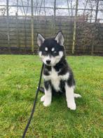 Siberische Husky pups, Belgisch Husky Fokker, Dieren en Toebehoren, België, CDV (hondenziekte), 8 tot 15 weken, Teef