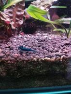 neocaridina garnalen
