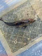 Koi's, Dieren en Toebehoren