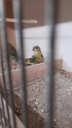 Jonge roodruggen, Dieren en Toebehoren, Vogels | Parkieten en Papegaaien, Geringd