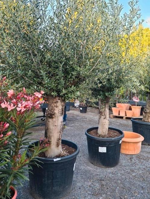 Olijfboom Olea Europaea, Tuin en Terras, Planten | Bomen, Olijfboom, Ophalen