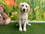 Golden Retriever pups, Golden retriever, België, 8 tot 15 weken, CDV (hondenziekte)