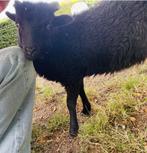 Ouessant ram schaap zwart (geboren 28/04/2025), Dieren en Toebehoren, Schapen, Geiten en Varkens, Mannelijk, Schaap, 0 tot 2 jaar