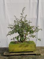 Bonsai, meidoorn starter, Tuin en Terras, Ophalen