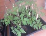 Tomatenplanten, Ophalen, Eenjarig