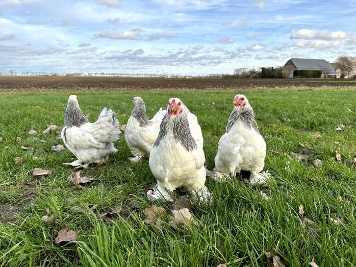 Mooie Brahma kriel kippen hennen gesekst, Dieren en Toebehoren, Pluimvee, Kip, Vrouwelijk