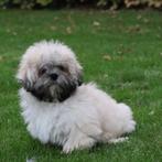 Lhasa-apso, Dieren en Toebehoren, België, 15 weken tot 1 jaar, CDV (hondenziekte), Eén hond