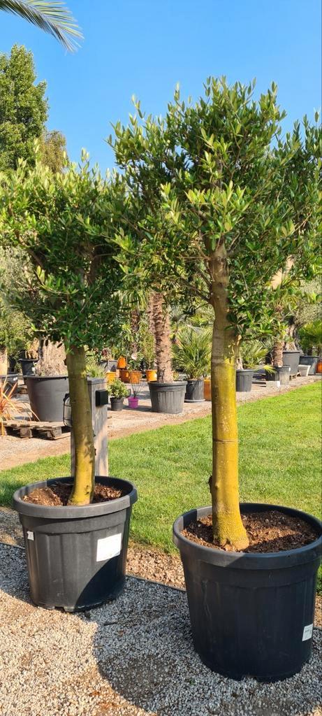 Olijfboom Olea Europaea - vertakte, Tuin en Terras, Planten | Bomen, Olijfboom, Ophalen