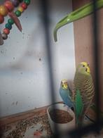4 grasparkieten, Dieren en Toebehoren, Vogels | Parkieten en Papegaaien, Meerdere dieren, Parkiet