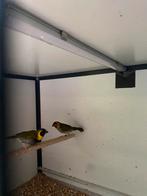Cuba vink