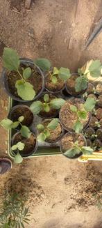 Oranje MELOEN cavaillonplanten @1,5 euro per stuk, Ophalen