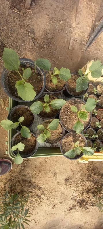Oranje MELOEN cavaillonplanten @1,5 euro per stuk beschikbaar voor biedingen