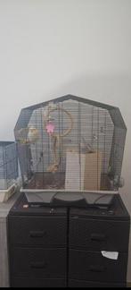 2 calopsittes avec une cage, Animaux & Accessoires, Oiseaux | Cages & Volières, Comme neuf, Enlèvement ou Envoi