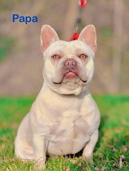 Prachtige Franse Bulldog dekreu ( niet te koop), Dieren en Toebehoren, Honden | Dekreuen, Reu, Fokker | Hobbymatig, Eén hond, België