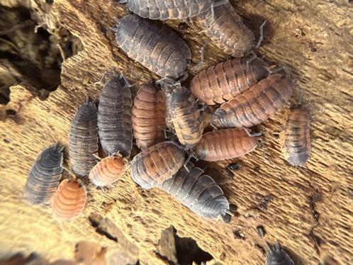 Porsellio-schurft „Lava”, Dieren en Toebehoren, Insecten en Spinnen, Overige soorten
