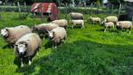 Texel schapen te koop, Animaux & Accessoires, Moutons, Chèvres & Cochons, Mouton, 3 à 5 ans, Plusieurs animaux