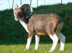 Beeld Ram in Kleur - 65 cm - Polystone, Ophalen of Verzenden, Kunststof, Dierenbeeld